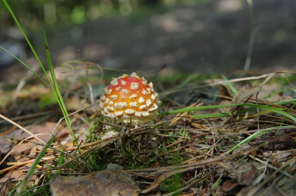 Amanita muscaria muchomor — Zdjęcie stockowe