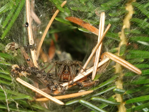 Cross spider — Stock Photo, Image