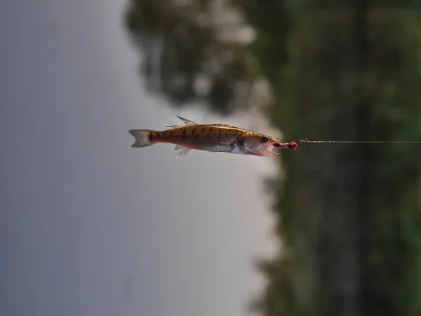 Zander con cebo — Foto de Stock