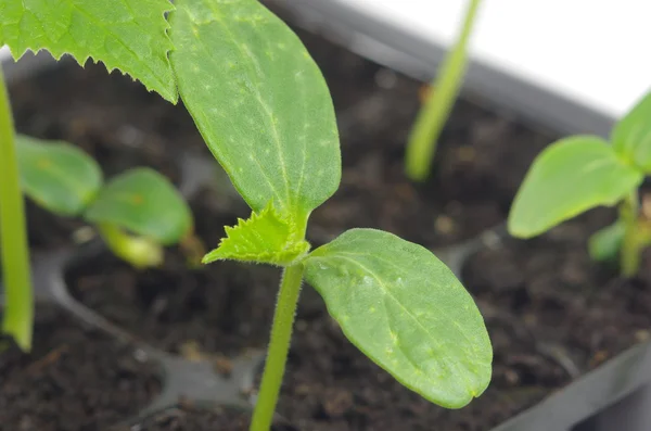 Young of the onion seedling — Stock Photo, Image