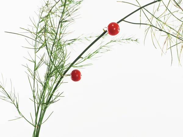 Asparagus with red berry — Stock Photo, Image