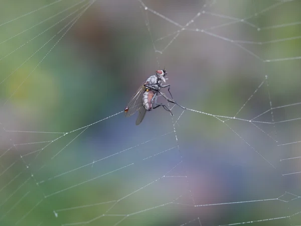 Fly in cobweb — Stock Photo, Image