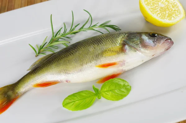 Färsk fisk med rosmarin — Stockfoto