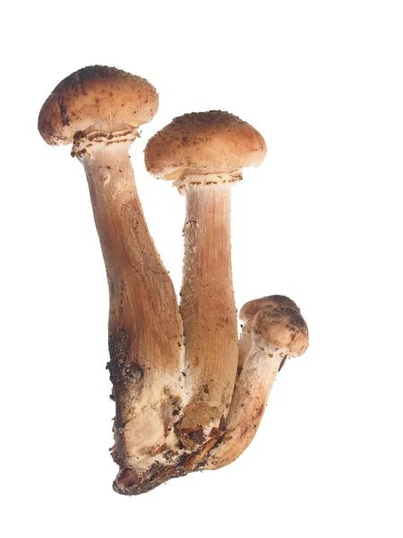Miód grzybów — Zdjęcie stockowe