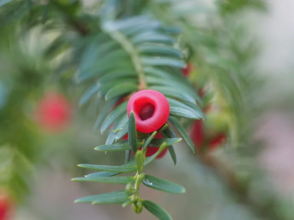 Taxus takje met vruchten — Stockfoto