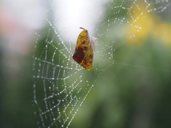 Net에 잎 — 스톡 사진