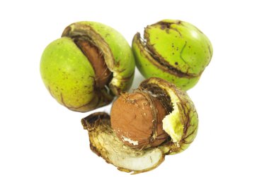 Ceviz kabuğu haykırmak 