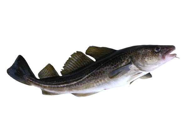 Codfish — Stock Photo, Image