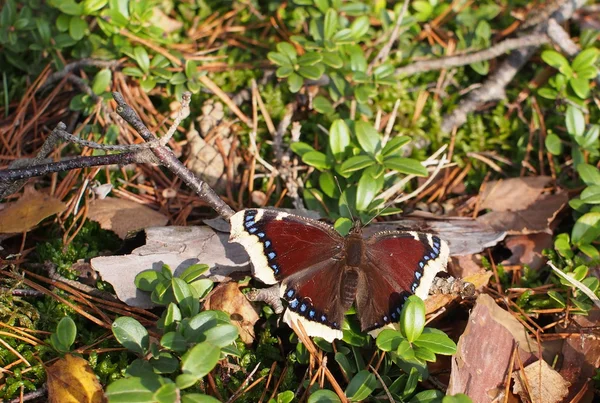 Farfalla di bellezza ninfale antiopa — Foto Stock
