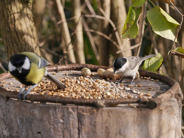 Kohlenmaus — Stockfoto