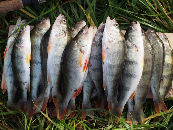 Trofeo di pesca — Foto Stock