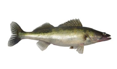 uzun zander