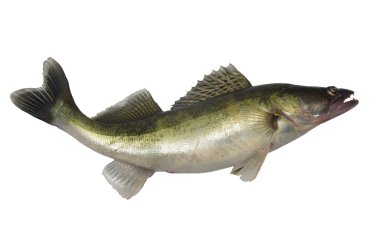 uzun zander