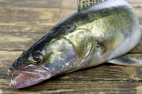 Langer Zander — Stockfoto