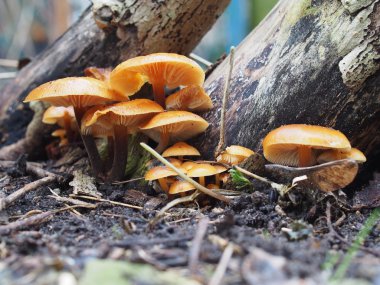 Enoki mantar flammulina velutipes