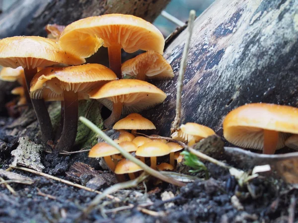 Flammulina grzyby enoki velutipes — Zdjęcie stockowe