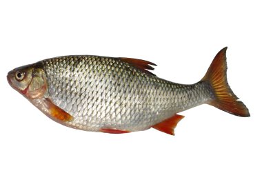 Beyaz arka plan üzerinde roach