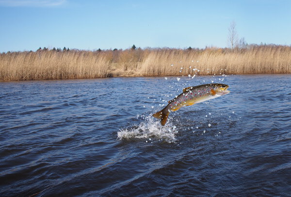 Выпрыгивая из воды лосось
  