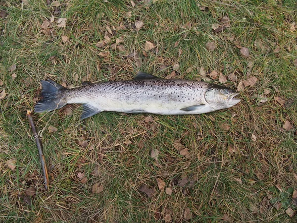 Salmone grosso — Foto Stock