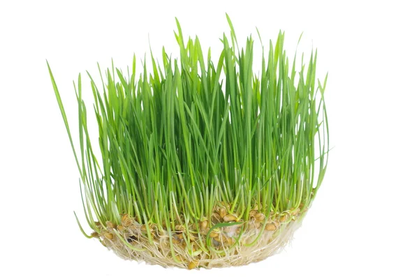 Gras mit Wurzeln — Stockfoto