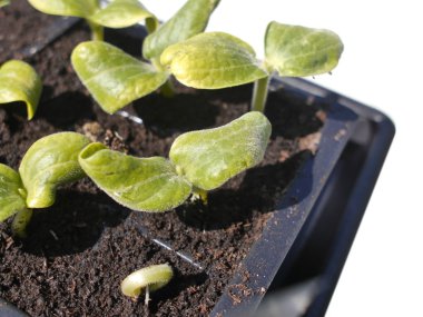 tohumdan büyüyen kabak bitki