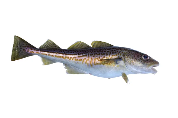 Codfish — Stock Photo, Image