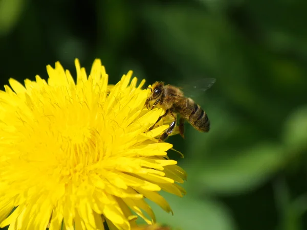 Abeja en flor de diente de león —  Fotos de Stock