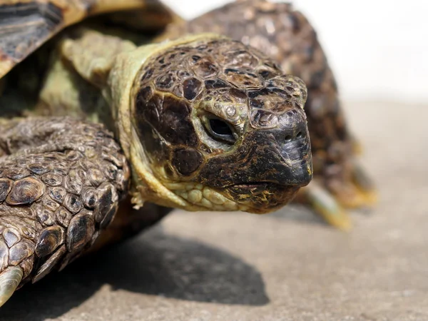 Gräsmark sköldpadda — Stockfoto