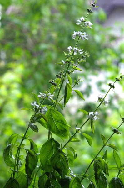 Basilic frais vert avec fleur — Photo