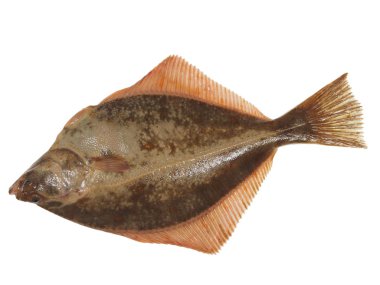 big fish flounder  clipart