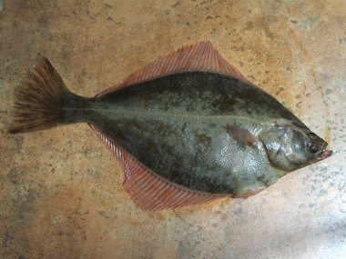 büyük balık pisi balığı 