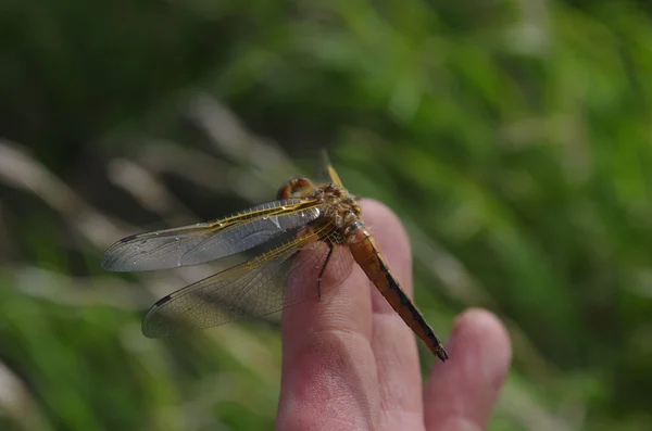 Libellula del drago sul dito — Foto Stock