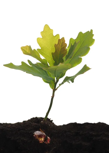 Small oak — Stock Photo, Image