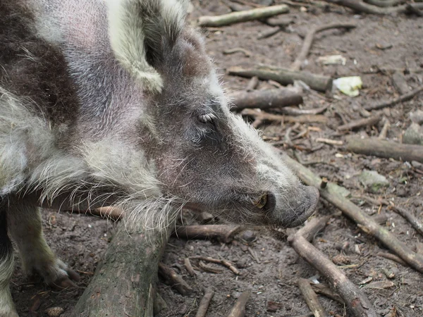 Old wild boar — Stock Photo, Image