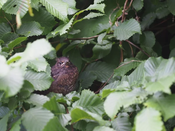 Fiatal blackbird — Stock Fotó