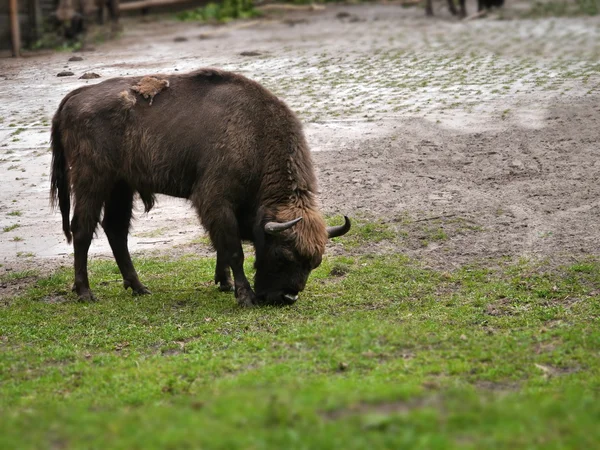 Aurochs on green grass — Stock Photo, Image