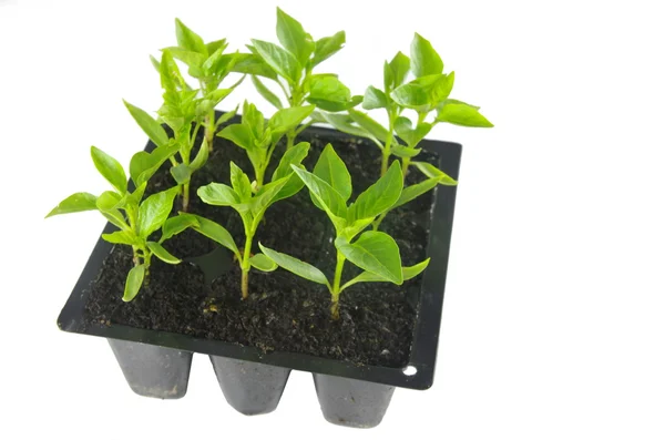 Young of the paprika seedling — Stock Photo, Image