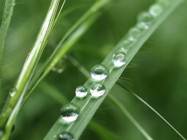 Dewy grass — Stock Photo, Image