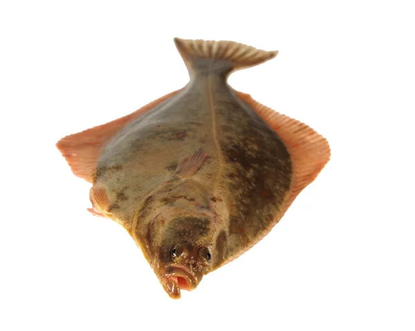 Stor fisk flundra — Stockfoto