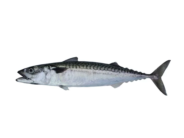 Pesce sgombro — Foto Stock