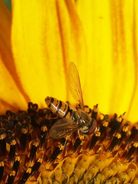 Diptera halteres de insetos — Fotografia de Stock