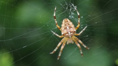 net üzerinde çapraz örümcek
