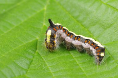 tırtıl böcek euproctis similis