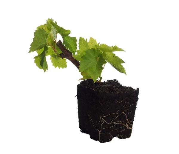 Grape vine seedling isolated — Stock Photo, Image