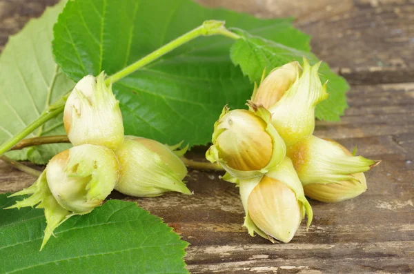 Hazelnuts in shells — Stock Photo, Image