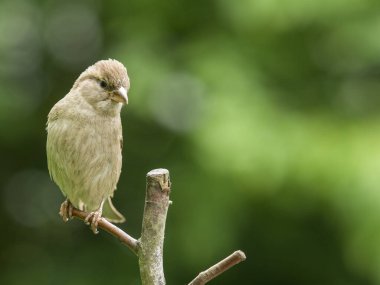Ormanın arka planında bir dalda yaşayan vahşi bir kız kardeş.