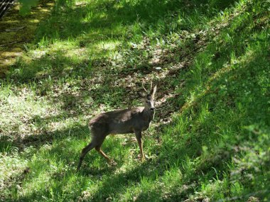 Çayırda çimenli genç geyik