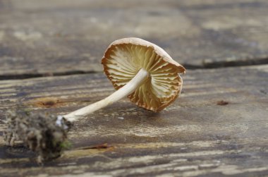 yabani mantar (Marasmius Oreades)