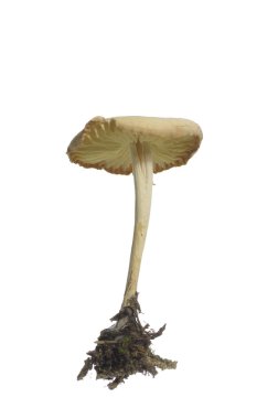 yabani mantar (Marasmius Oreades)