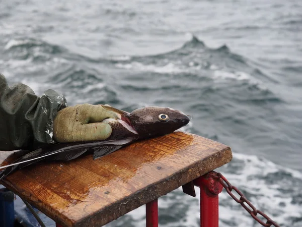 Mani di lavoratore che tagliano il pesce — Foto Stock